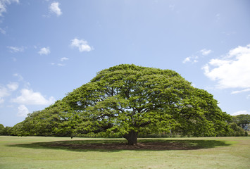 Monkeypod Tree