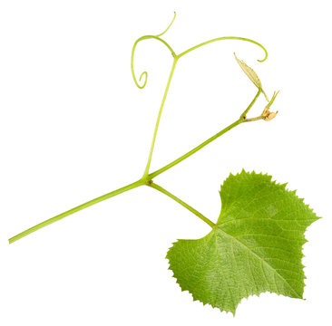 Grape Tendril With Leaf Isolated On The White Background