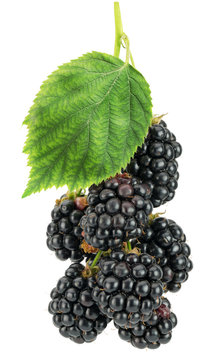 blackberries isolated on the white backhround
