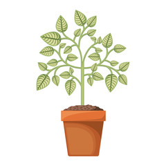tree branch with leaves in pot isolated icon design, vector illustration  graphic 