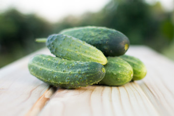 Fresh cucumbers on the wooden background