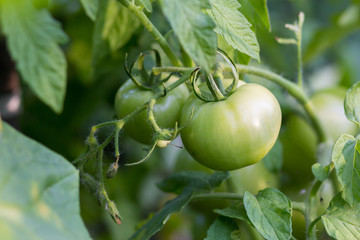Green tomatoes. Agriculture concept.