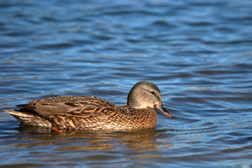 Fototapeta premium Duck in lake