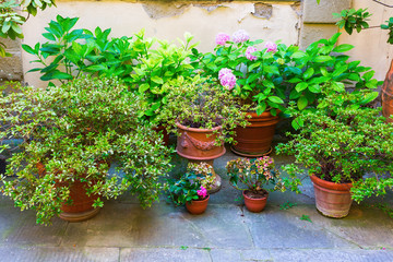 Fototapeta na wymiar picturesque collection of flower pots