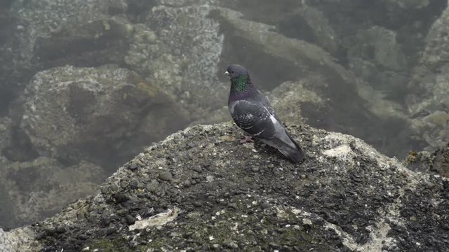 A pigeon looking around on a rock next to ocean water, eventually flying off out of frame