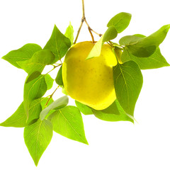 ripe yellow apple on a branch with green leaves