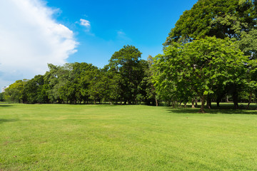 Fototapeta na wymiar Green lawn with blue sky and clouds in park