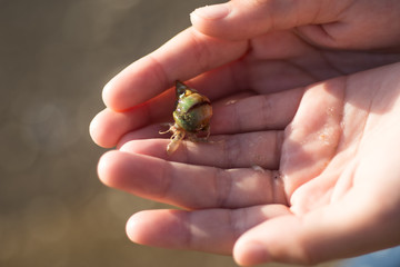 Close up of hermit crab on hands in the morning 