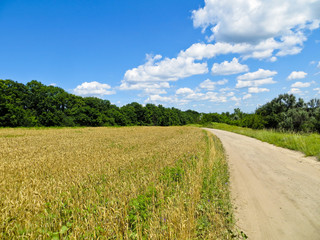 Field of the ripe golden wheat