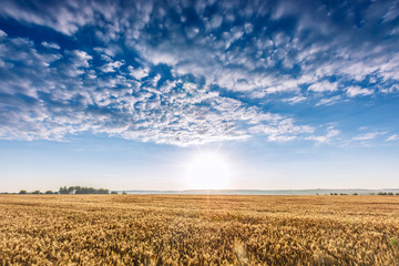 wheat field landscape sky