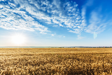 Naklejka premium wheat field landscape sky