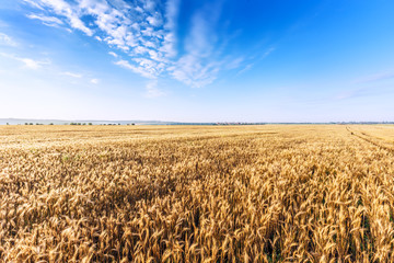 wheat field landscape sky