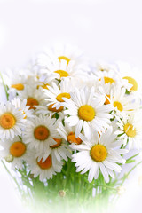 bouquet of daisies on a white background Spring composition