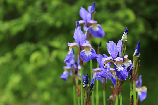 iris flower in the garden summer day