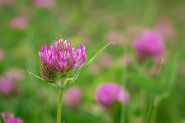 fleurs violettes, trèfles 