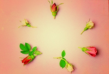 rose buds on a purple wooden background in retro style shabby chic top view a gentle place for congratulations