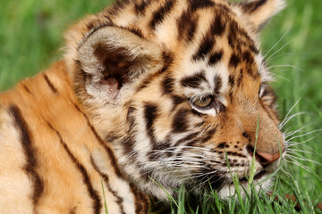 Baby tiger lying on grass