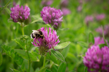 bourdon sur des fleurs sauvages violettes