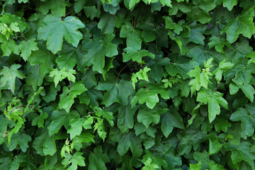 Green leaves background