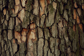Bark tree background