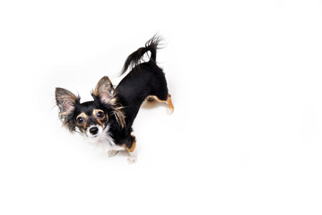 photo of emotional toy terrier dog looking up isolated on white background