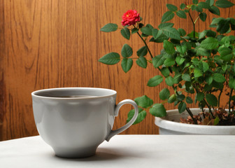 photo of white cup on wooden background with rose plant