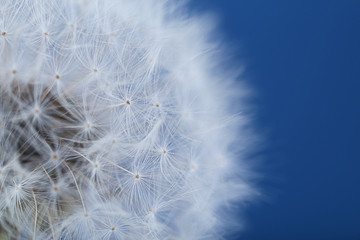 Dandelion seed head on color background, close up
