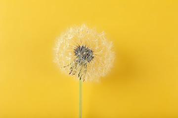 Dandelion seed head on color background, close up