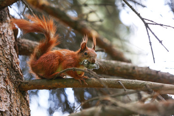 Squirrel sitting on the tree, closeup