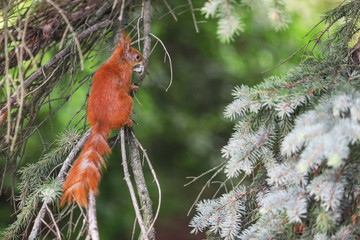 Squirrel sitting on the tree, closeup