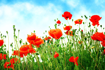 Fototapeta premium Beautiful wild red poppies on summer day