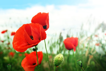 Beautiful wild red poppies on summer day