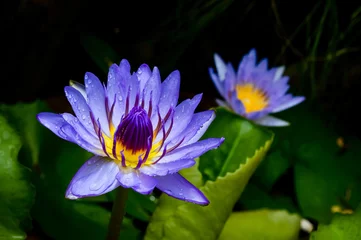 Photo sur Plexiglas fleur de lotus viotet lotus