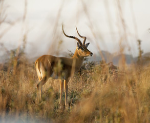Naklejka premium Impala at dawn in Nairobi National Park