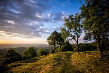 Fototapeta na wymiar un chemin bordé d'arbre en haut d'une colline sous la lumière du soleil couchant