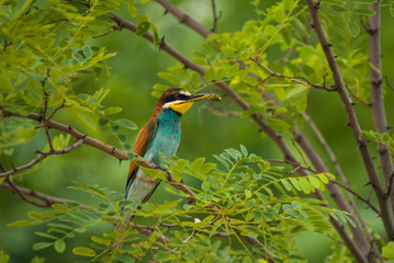 Exotic tropical bird