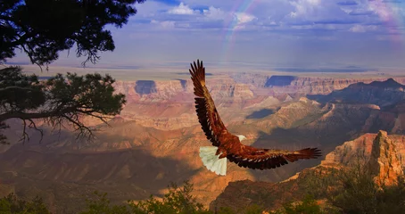 Zelfklevend Fotobehang Eagle takes flight over Grand Canyon USA © rolffimages
