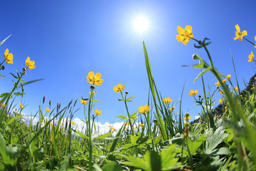 beautiful grass and flowers under blue sky