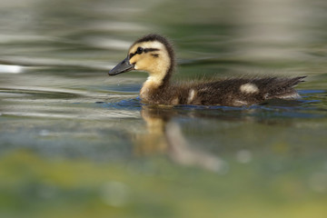 Mallard, Duck, Anas platyrhynchos - Nestling.