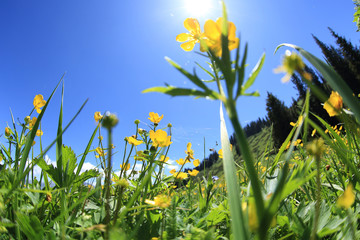 Fototapeta na wymiar beautiful grass and flowers under blue sky
