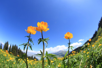beautiful grass and flowers under blue sky