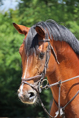 Cheval en concentration © emilielcrs