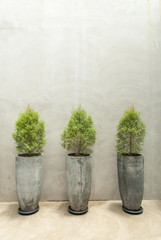 Green plants in concrete pots on concrete wall