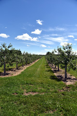apple orchard