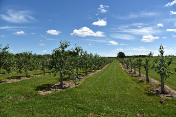 Apple orchard 