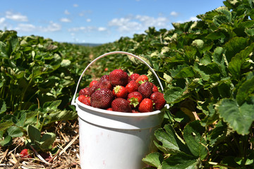 A strawberry basket  on the farm