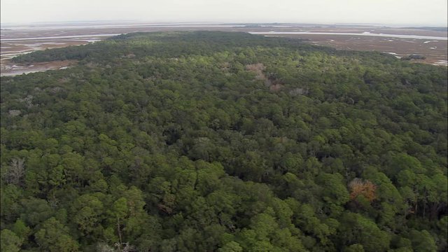 St Simons Island And Ossabaw Black Pig