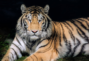 Fototapeta na wymiar bengal tiger lying in the shade