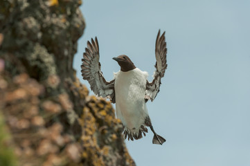 Guillemot landing on cliff.