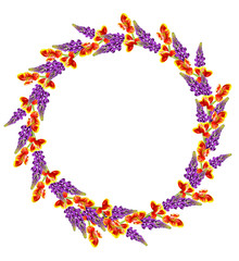 Blue lupines beautiful flowers on a white background